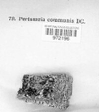 Pertusaria pertusa image